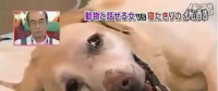 要讓人類聽懂動(dòng)物的語言，AI還需克服哪些難題？