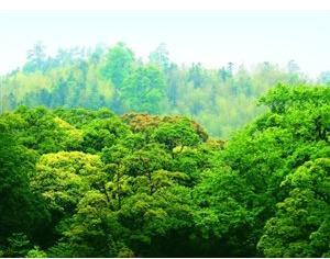 全國碳市場(chǎng)開始階段不搞期貨，不征碳稅，增加林業(yè)碳匯交易