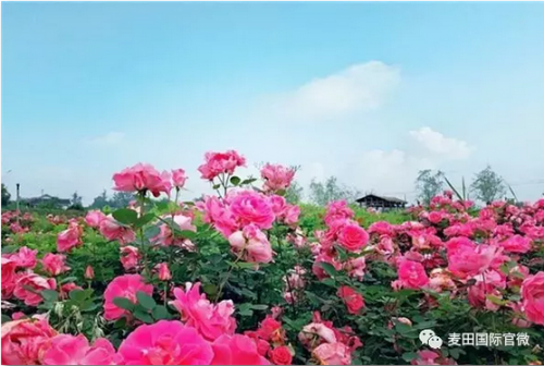 麥田國際——麥田里的守望者，“互聯(lián)網(wǎng)+農(nóng)業(yè)”的先行者