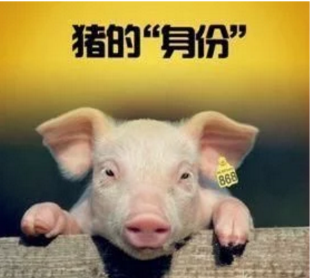智能化養(yǎng)豬系統(tǒng)，現(xiàn)代化農(nóng)業(yè)發(fā)展之路