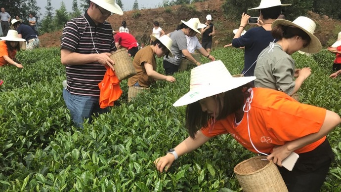 這片北緯30°的優(yōu)質(zhì)茶園，探索了產(chǎn)業(yè)扶貧擁抱“互聯(lián)網(wǎng)+“新路