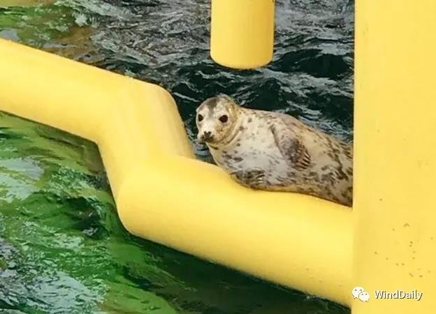 海上風(fēng)電破壞海洋生態(tài)？海豹：想多了！
